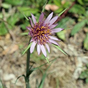 Common Salsify (Tragopogon Porrifolius)