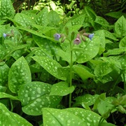 Lungwort (Pulmonaria Officinalis)