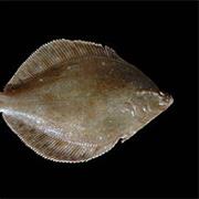 Plaice