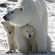 See Polar Bears in the Wild