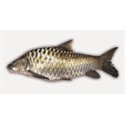 Greater Brook Carp / Malayan Mahseer
