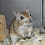 Vinogradov Gerbil