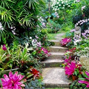 Hunte's Garden