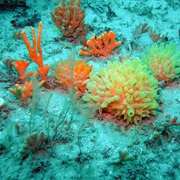 Isles of Scilly and Marine