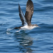 Bannerman's Shearwater