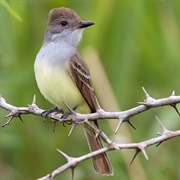 Brown-Crested Flycatcher (Myiarchus Tyrannulus)