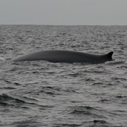 Whale Watching, West Cork Ireland