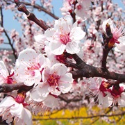 Apricot Blossom