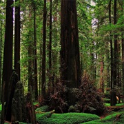 Forest Trail, Redwoods National Park, California