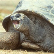 Tortoise