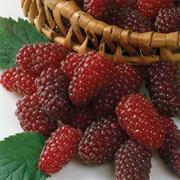 Loganberries