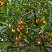 Kangaroo Apple (Solanum Aviculare)