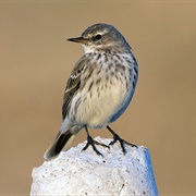 Water Pipit