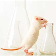 World Day for Laboratory Animals (April 24)
