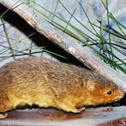 Yellow-Sided Opossum
