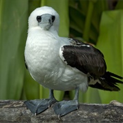 Abbott's Booby