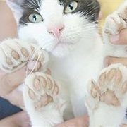 When Their Paws Are Just Too Cute to Handle