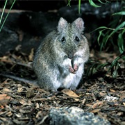 Gilbert's Potoroo