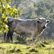 Chillingham Cattle