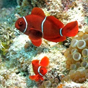 Maroon Clownfish