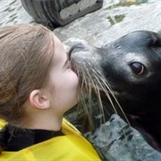 Kiss a Sea Lion