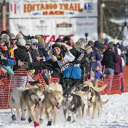 Visit Alaska During the Iditarod
