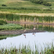 Upper Souris National Wildlife Refuge