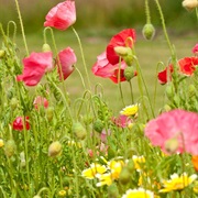 Know the Names of at Least 20 Wildflowers