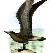 Jamaican Petrel (Possibly Extinct)