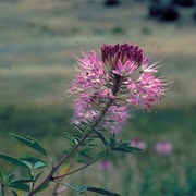 Rocky Mountain Beeplant (Cleome Serrulata)