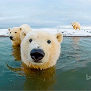 Arctic National Wildlife Refuge, Alaska