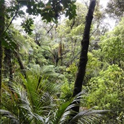 Omahuta Forest Track