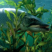 Muskellunge