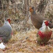 Blood Pheasant