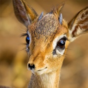 Dik Dik Antelope
