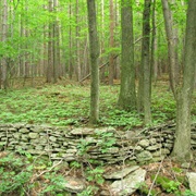 Finger Lakes National Forest