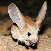 Long-Eared Jerboa