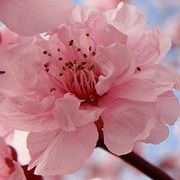Sakuras