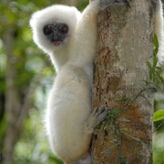 Silky Sifaka
