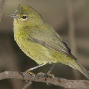 Orange-Crowned Warbler