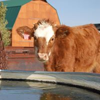 New Mexico Farm & Ranch Heritage Museum