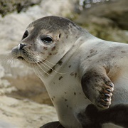 Earless Seal