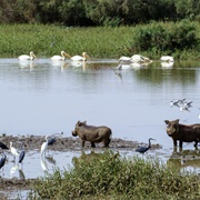 Diawling National Park, Mauritania