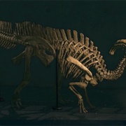 Parasaur Torso
