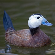 White-Headed Duck