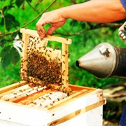 Visit a Bee Farm