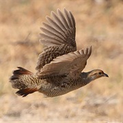 Gray Francolin