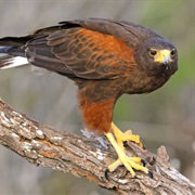 Harris's Hawk