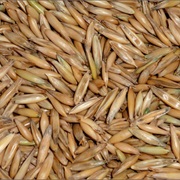 Hulless Oat (Avena Nuda)