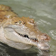 Orinoco Crocodile